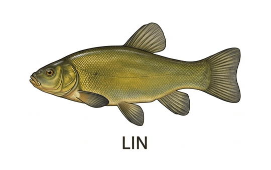 Lin